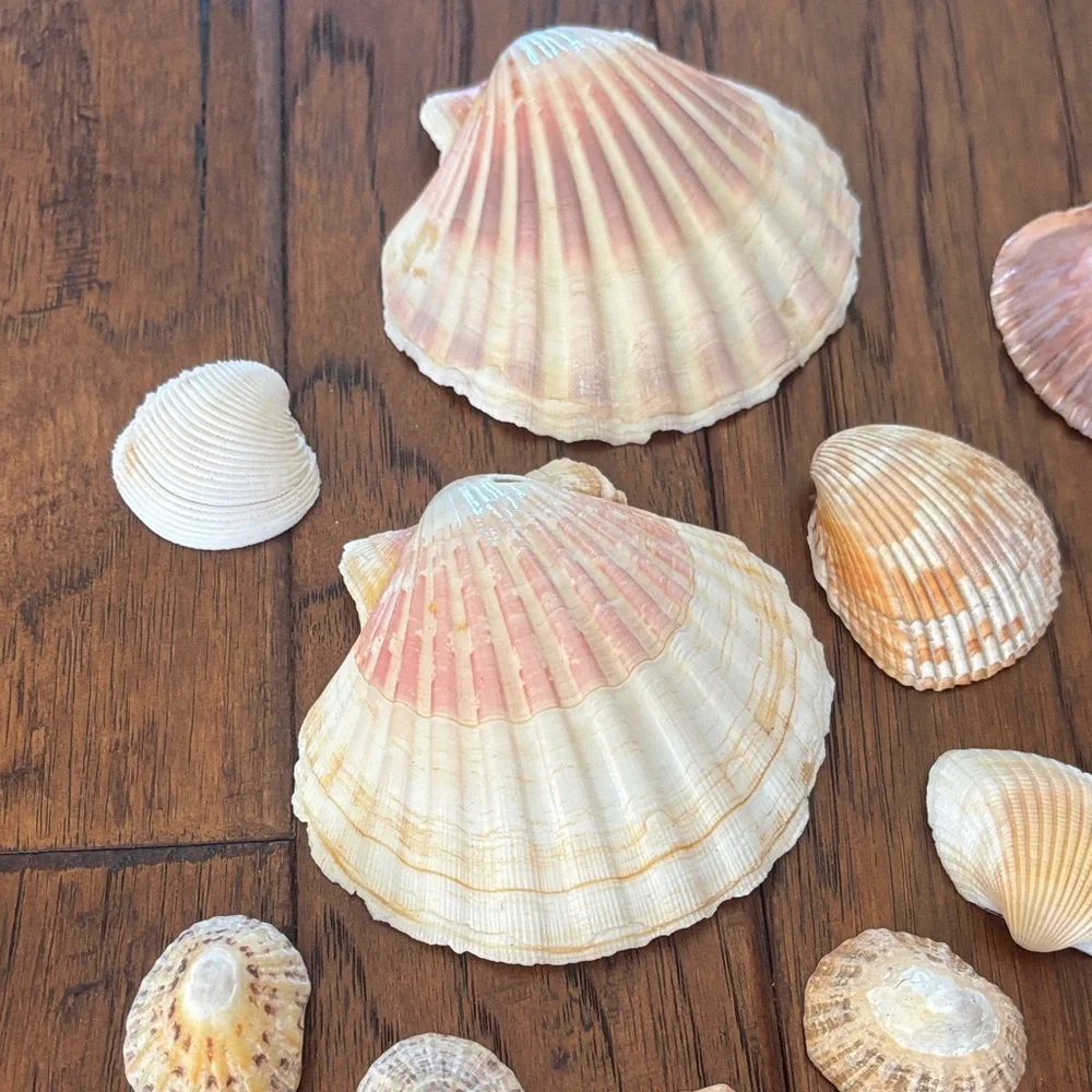 Assorted Seashell Collection - Picture 2 of 5